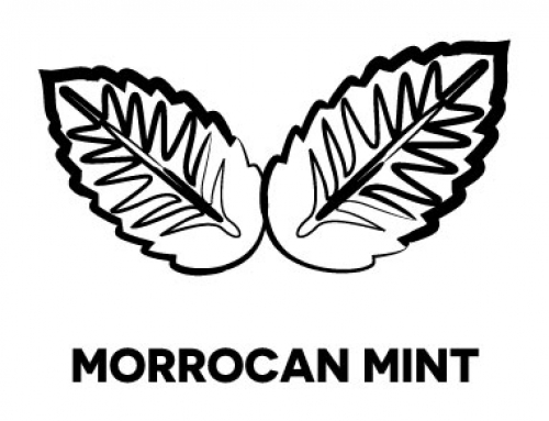 – Moroccan mint –De groene thee Gunpowder voor de scherpe smaak en peppermunt voor de frisse smaak. Marrokaanse Munt thee wordt traditioneel het hele jaar door gedronken, zowel heet als koud. Soms aangevuld met een schijfje citroen. Een echte dorstlesser